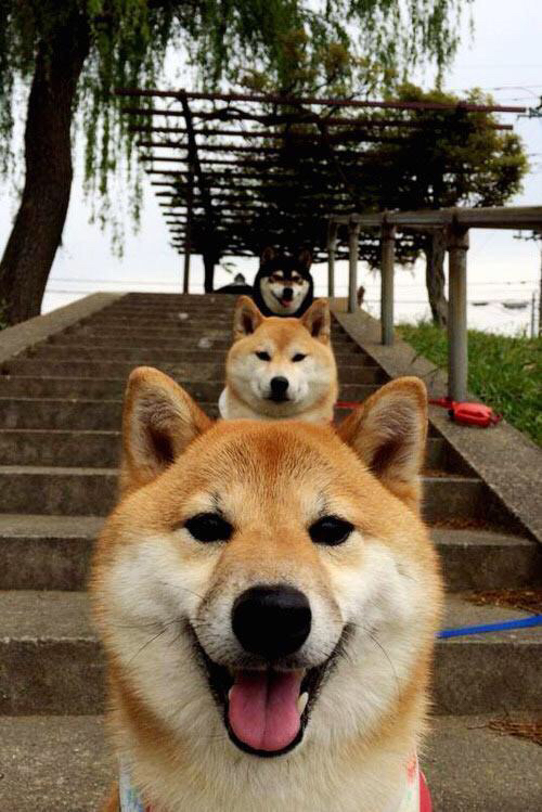 冠军私房课程:冠军队教练的训练秘籍揭秘,冠军特训营